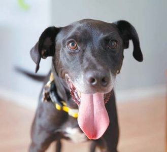 Pet of the Week